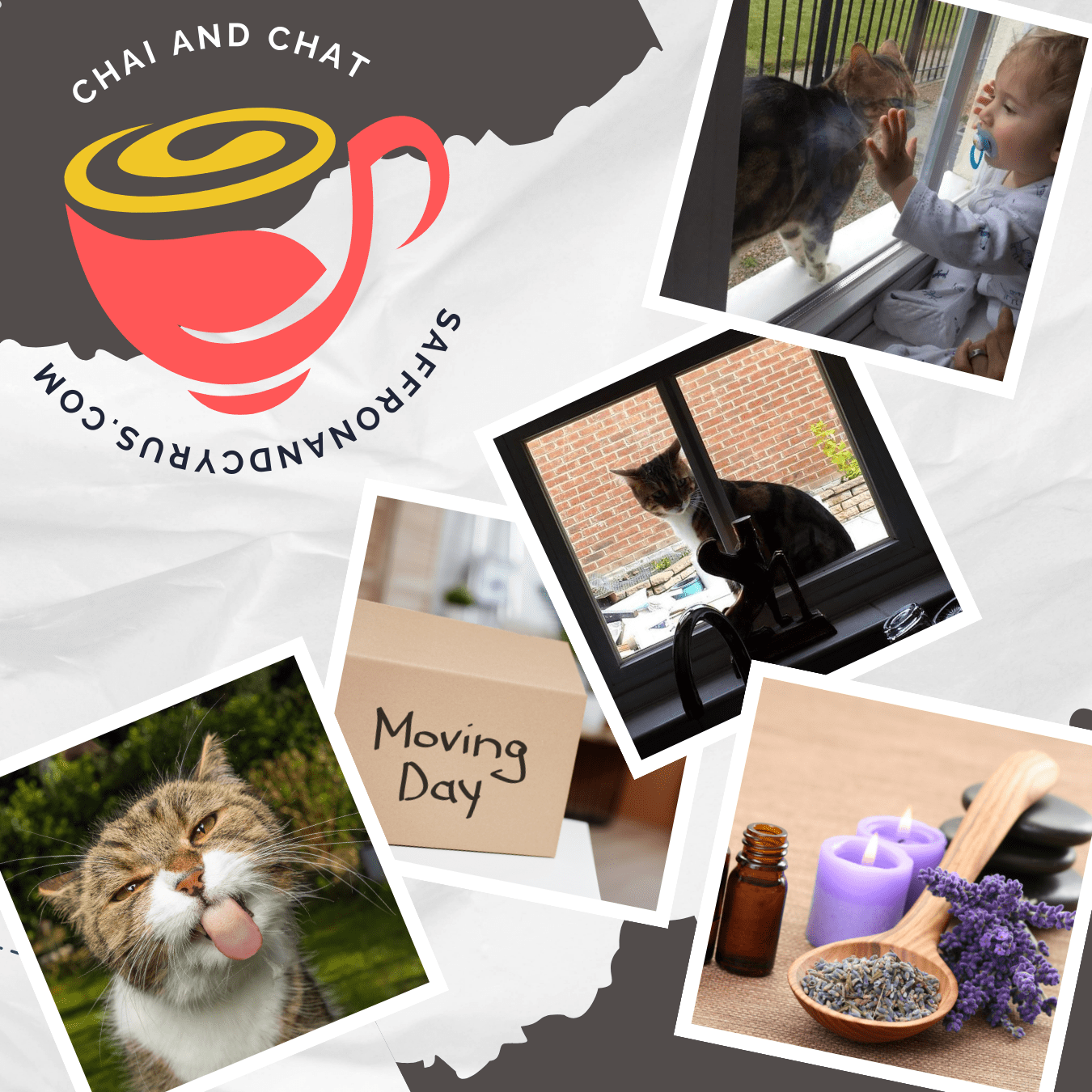 Cat visiting house and photo of lavender which cats don't like