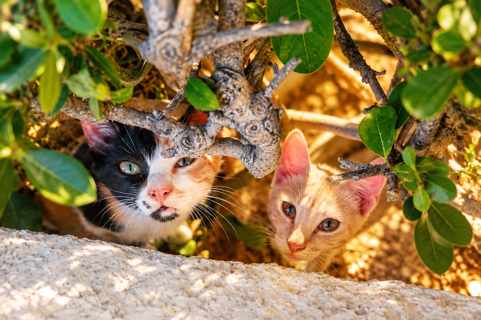 Cats_Crete
