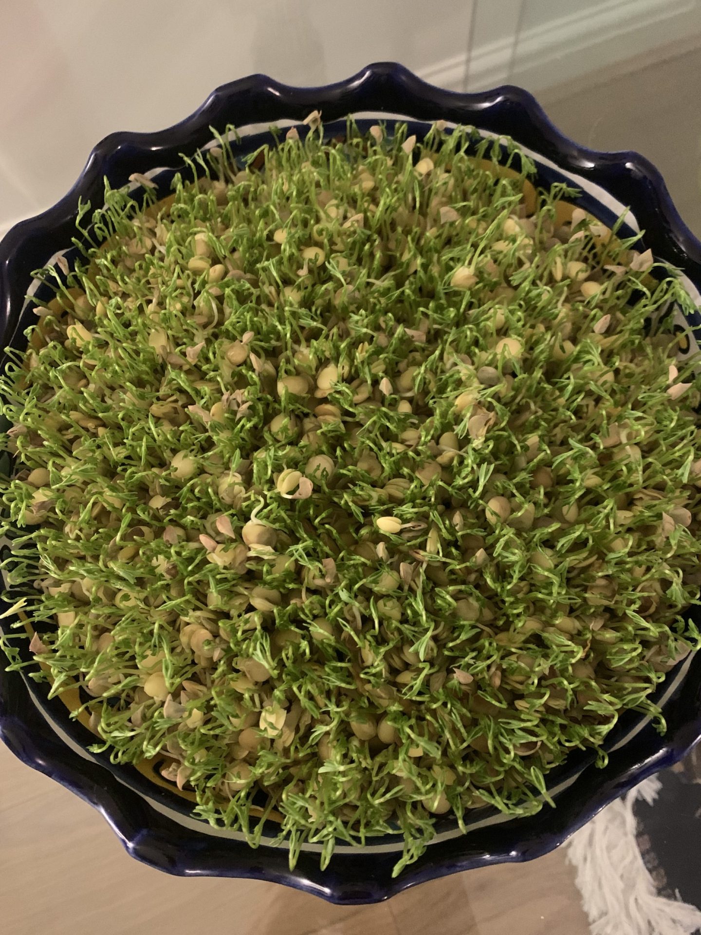 sabzeh growing
